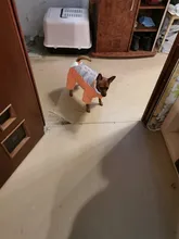 Winter Overalls for Dogs Warm Waterproof Pet Jumpsuit Trousers Male/ Female Dog Reflective