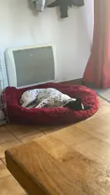 Bed Cushion House Sofa Pet-Products Dogs-Basket Cat-Bed Animals Round Plush Soft Best