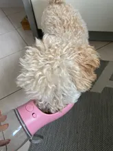 Botella de agua portátil para perros pequeños, medianos y grandes, a prueba de fugas, para exteriores