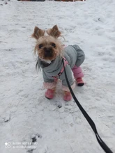 Botas impermeables para perros, zapatos para perros, antideslizantes, para cachorro, gato, lluvia, nieve, calzado para perros pequeños, Chihuahua, 4 Uds.