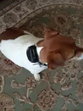 Dog-Training-Collar Shock Electronic Vibration Remote 998DBB-1 Ipets Rechargeable And