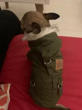Chaqueta con capucha para gatos domésticos y perros, abrigo cálido para invierno, para perros medianos y pequeños, Chihuahua, ropa ligera