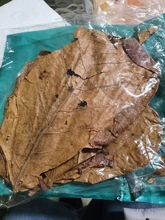 10pcs high quality Natural Terminalia Catappa Leaves,Indian almond Lour tree Olive leaf