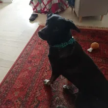 Dog Collar & Leash Set for Pet Dogs Cats Puppies Cute Bowtie Buckle Collar Adjustable