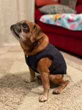 Dog Winter Bulldog-Coat Chihuahu Small French Outfit Puppy Medium Warm 