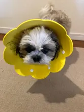 Collar antimordedura con forma de flor para gatos domésticos, protección para perros y cachorros, Collar de recuperación para mascotas