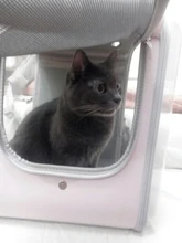 Pet Carrier For Dogs Cat Breathable Dog Backpack Cat Carrier Carrying Bag Portable Dog