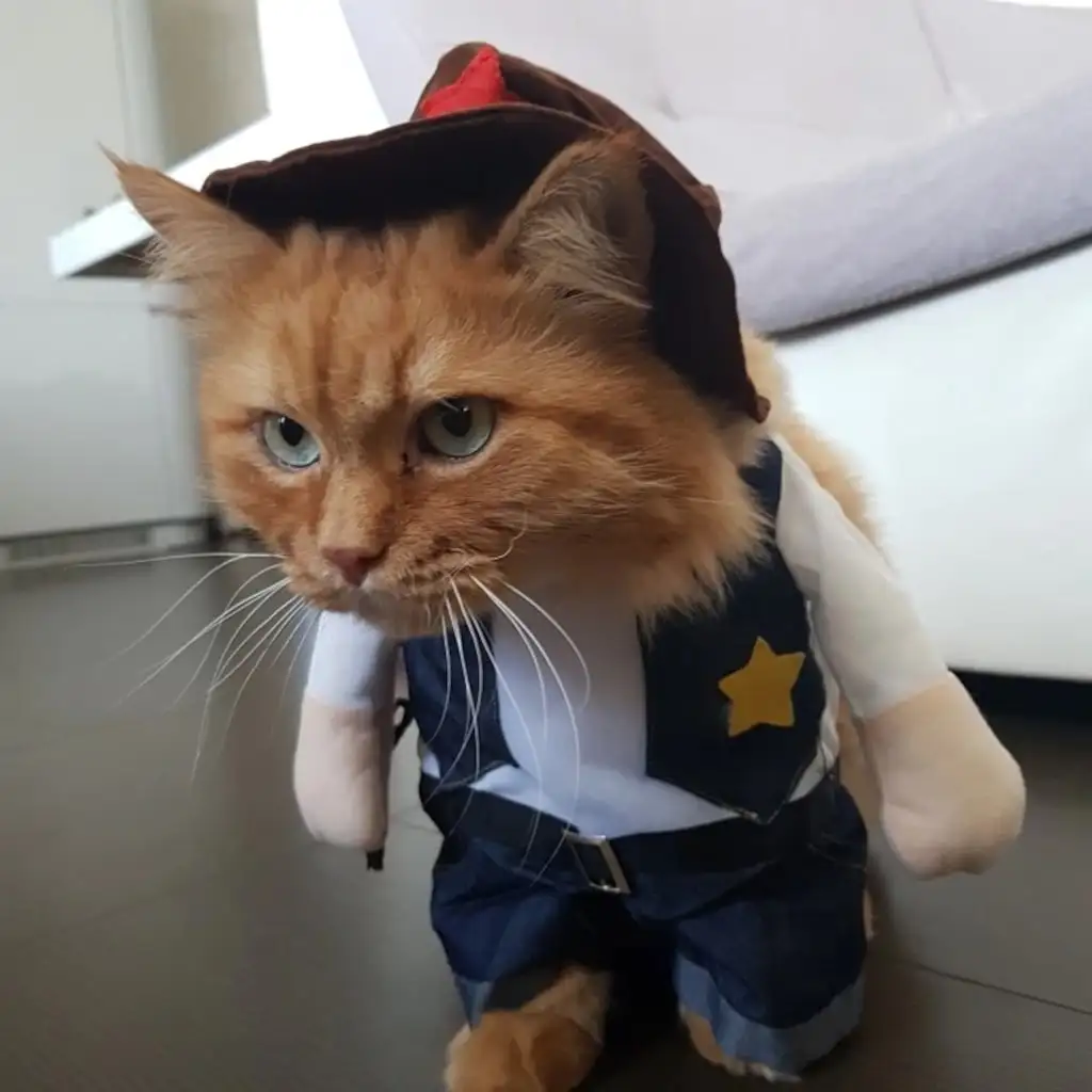 Kabadayi Sheriff Kedi Одежда для собак карнавальный костюм ходячий Giysisi