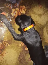 Collar para perro desodorante y resistente al agua de TPU y nailon, fácil limpieza, de alta calidad, suministros para mascotas, 7 colores, de moda