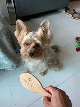 Steel-Pin-Brush Pet-Grooming-Tools Dogs Long-Hair Large Oval Professional Wood for Short