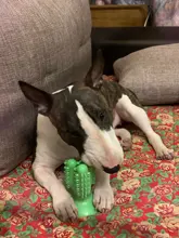 Dental Chew Toys for Dogs Healthy Fresh Puppy Teeth Cleaning Brush Cactus Large Breed