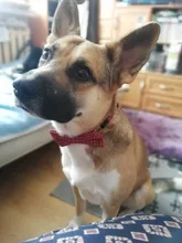 Corbata ajustable para perros, gatos, cachorros, corbatas para bodas, decoración para fiestas, corbatas para mascotas