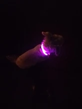 Collar LED para perro, recargable vía USB, brillante y brillante