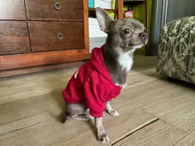 Sudadera con capucha para Perro, Ropa de invierno para mascotas, abrigo, Chaqueta de algodón, Ropa para Bulldog Francés