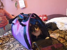 Bolsa de transporte portátil para perros y gatos, bolsa de malla transpirable para mascotas pequeñas, plegable, para tienda de viaje