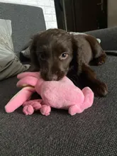 Calamar bonito y pequeño sonido de juguete de perro BB, mascota de peluche, cuerda de perrito, mordedores de juguete con sonido rosa para gato