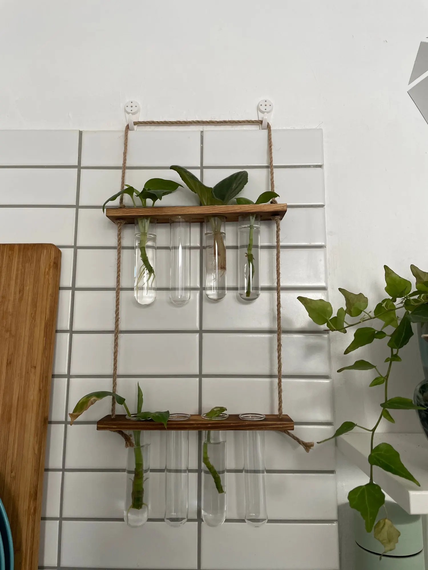 Wooden Magnetic Test Tube Propagation Planter Wall Mounted Plant Stand,  Height: 2 Inch at Rs 200/piece in Jaipur