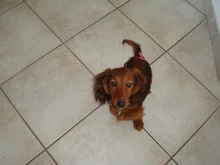 Pet-Physiological-Pants Underwear Diapers Dog Washable Female Short Puppy for Small Doggie