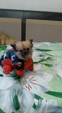 Winter Pet Dog Coat Jacket Thicken Warm Clothes For Dogs Waterproof Reflective Puppy