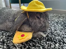 Ropa de conejo para mascota, chaqueta vaquera, abrigo, arnés de PEQUEÑO Animal, chaleco con correa, bolsa, conjunto de sombrero para Hurón, conejo, hámster, cachorro, gatito