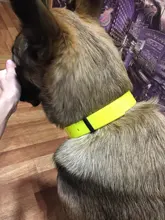 Collar para perro desodorante y resistente al agua de TPU y nailon, fácil limpieza, de alta calidad, suministros para mascotas, 7 colores, de moda