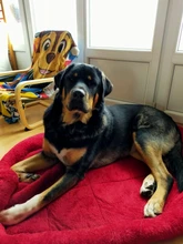 Dog-Beds Cage Lounger Pet-House-Cushion Dogs-Mat Bench-Medium Golden Retriever Large